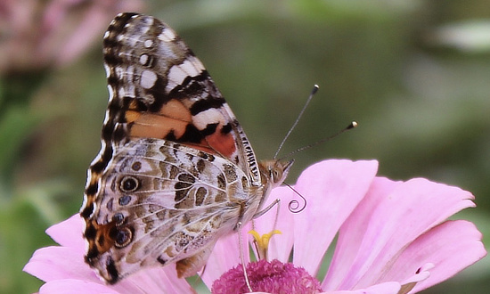 Painted Lady, Poplarville, MS, September 2026