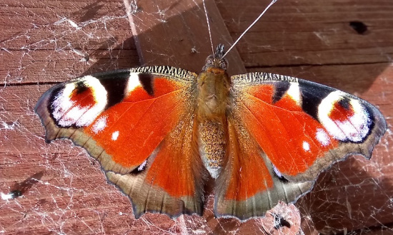European Peacock (Aglais io) butterfly, seen in Ruskington, Lincolnshire, UK