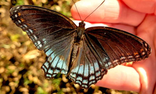 Red-Spotted Purple, Argyle, Texas, October 2021