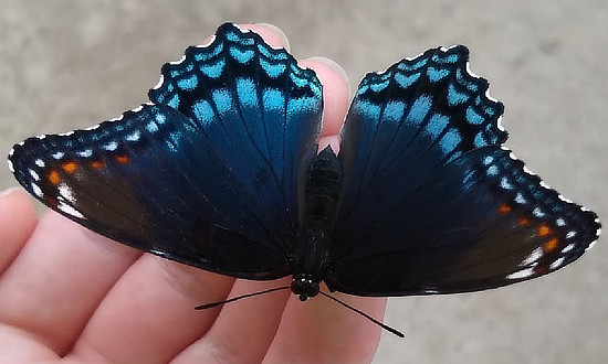Red-spotted Purple Butterfly, Charlotte, Michigan, August 9, 2022