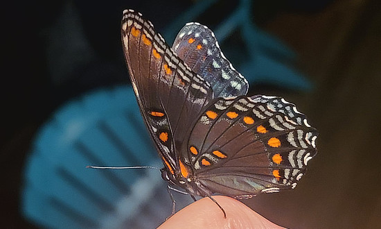 Red-spotted Purple Butterfly, Mount Laurel, New Jersey, September 1, 2024