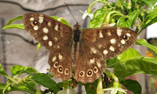 Specked Wood Butterfly, Northampton, England 