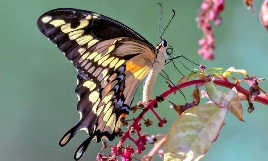 Swallowtail Butterfly on Pokeweed, Bob Jones Nature Center, Southlake, Texas, on September 3, 2022