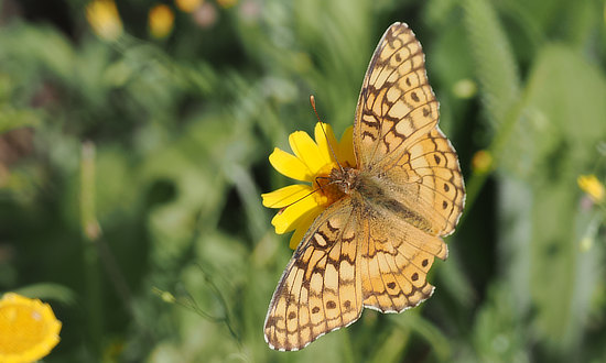 Variegated Fritillary, Comfort Texas, May, 2024