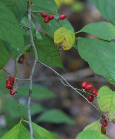 Spicebush with red berries in the fall