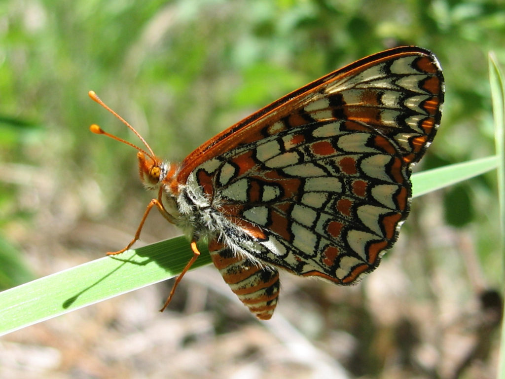 Anicia Checkerspot Butterfly - ventral view