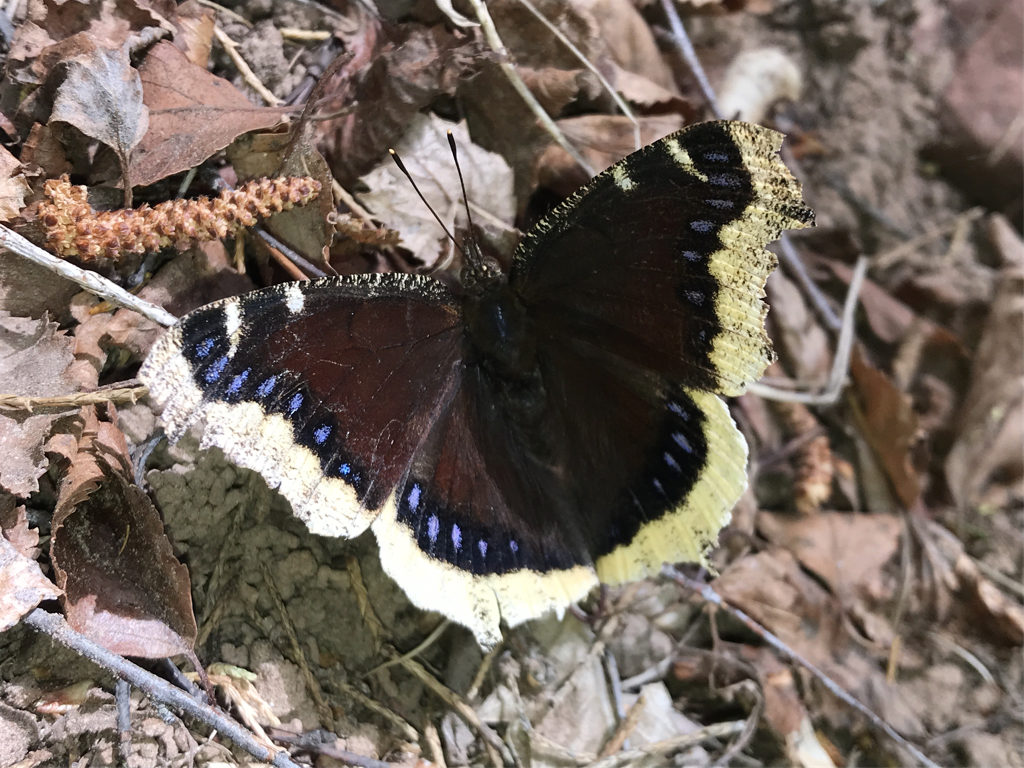 Mourning Cloak Butterfly 