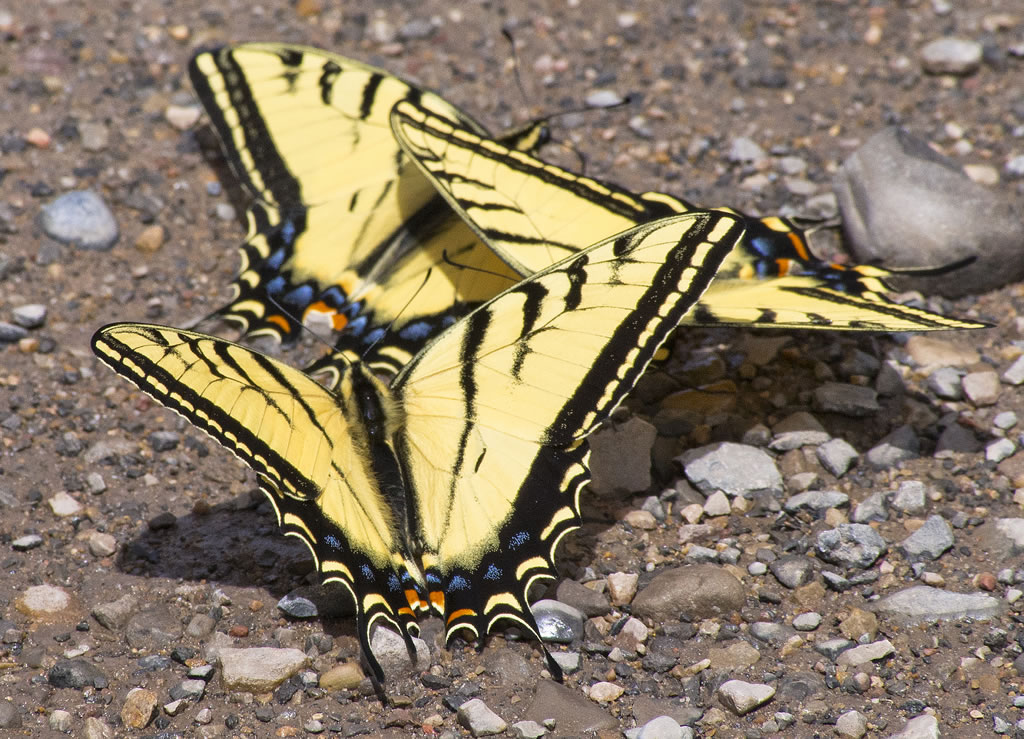 Two-Tailed Swallowtails Butterflies in Utah