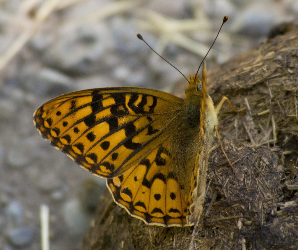 Zerene Fritillary Butterfly