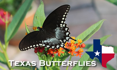 Texas Butterflies