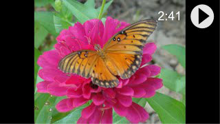 Video about the Fritillary  Butterfly family