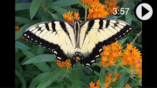 Video about the Swallowtail Butterfly family