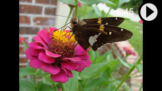 Video about gardens for pollinators and people