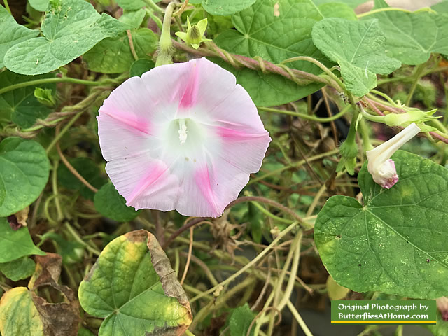 Delicate pink Morning Glory at the Cerulean Park