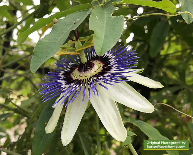 Purple and white Passion Flower at the Cerulean Park