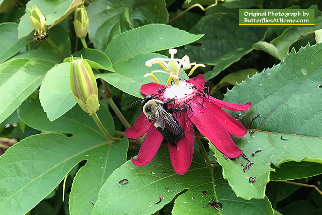 Bumblebee on a red Passion Flower at the Cerulean Park