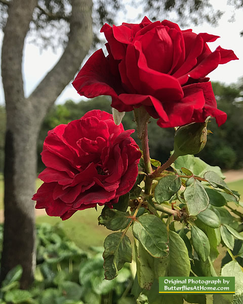 Beautiful red roses in full bloom in November at the Cerulean Park