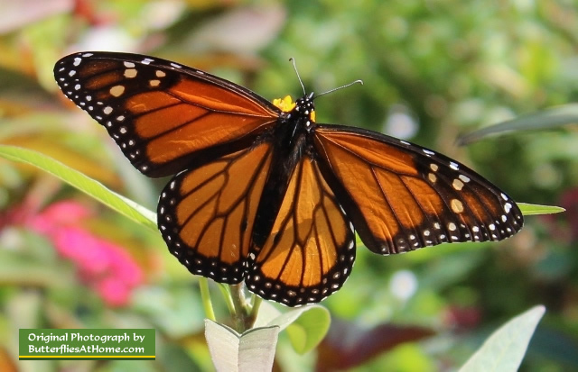 One of dozens of Monarch Butterflies during fall migration at the Cerulean Park in Florida